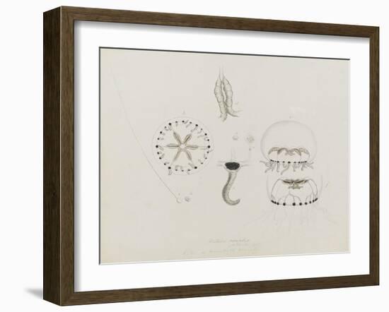 Willsia Stellata: Jellyfish-Philip Henry Gosse-Framed Giclee Print