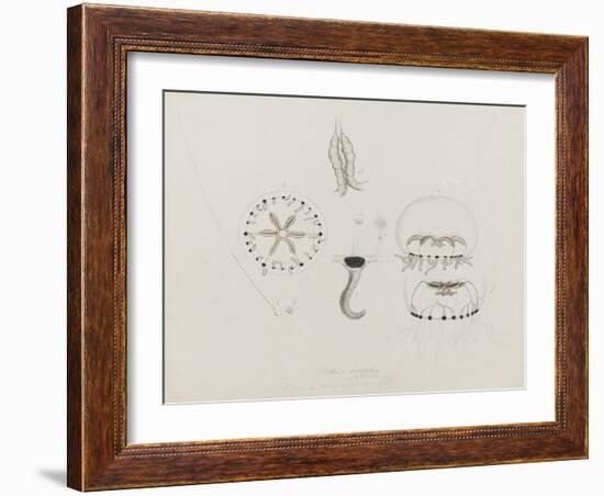 Willsia Stellata: Jellyfish-Philip Henry Gosse-Framed Giclee Print