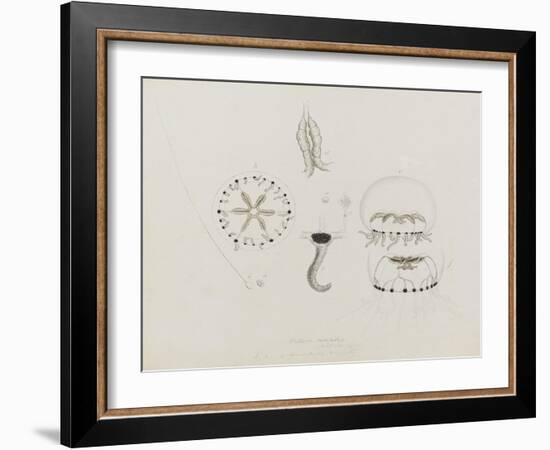 Willsia Stellata: Jellyfish-Philip Henry Gosse-Framed Giclee Print