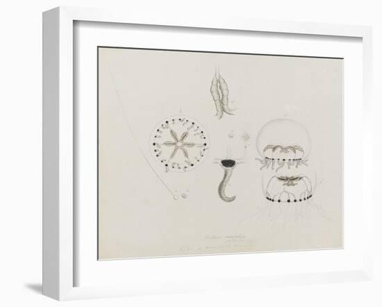 Willsia Stellata: Jellyfish-Philip Henry Gosse-Framed Giclee Print