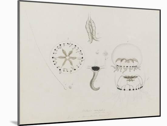 Willsia Stellata: Jellyfish-Philip Henry Gosse-Mounted Giclee Print