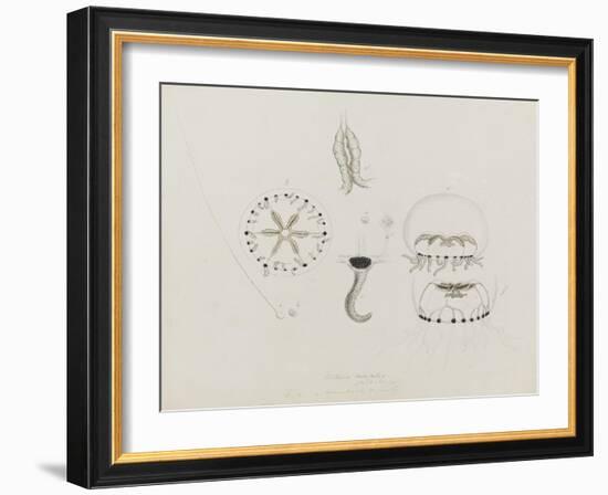 Willsia Stellata: Jellyfish-Philip Henry Gosse-Framed Giclee Print