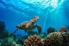 Underwater Marine Wildlife Postcard. A Turtle Sitting at Corals under Water Surface. Closeup Image-Willyam Bradberry-Photographic Print