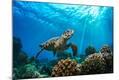 Photographic Print