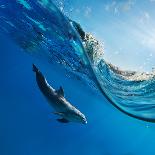 Three Beautiful Dolphins Jumping over Breaking Waves. Hawaii Pacific Ocean Wildlife Scenery. Marine-Willyam Bradberry-Framed Premier Image Canvas