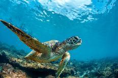 Underwater Marine Wildlife Postcard. A Turtle Sitting at Corals under Water Surface. Closeup Image-Willyam Bradberry-Photographic Print