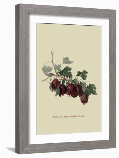 Wilmot's Early Red Gooseberry-William Hooker-Framed Art Print