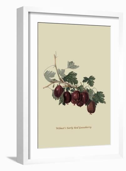 Wilmot's Early Red Gooseberry-William Hooker-Framed Art Print