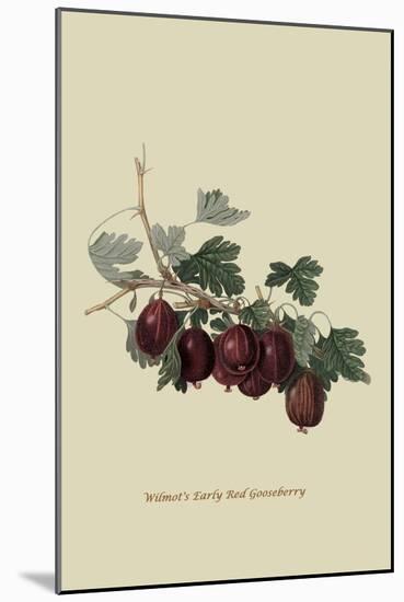 Wilmot's Early Red Gooseberry-William Hooker-Mounted Art Print