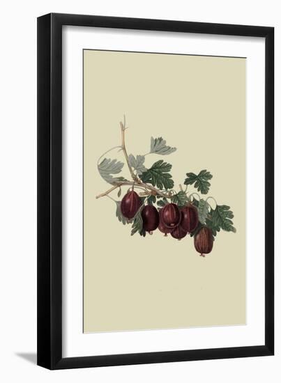 Wilmot's Early Red Gooseberry-William Hooker-Framed Art Print