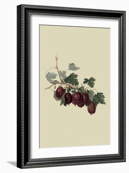 Wilmot's Early Red Gooseberry-William Hooker-Framed Art Print