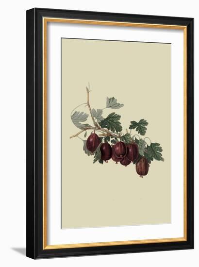 Wilmot's Early Red Gooseberry-William Hooker-Framed Art Print