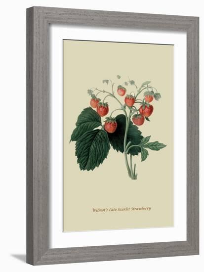 Wilmot's Late Scarlet Strawberry-William Hooker-Framed Art Print