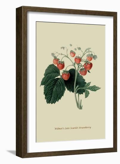 Wilmot's Late Scarlet Strawberry-William Hooker-Framed Art Print