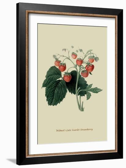 Wilmot's Late Scarlet Strawberry-William Hooker-Framed Art Print