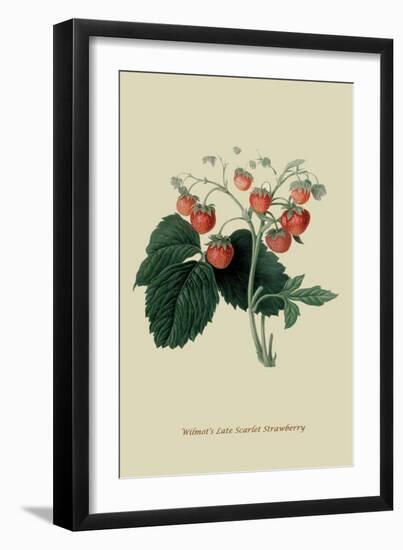 Wilmot's Late Scarlet Strawberry-William Hooker-Framed Art Print