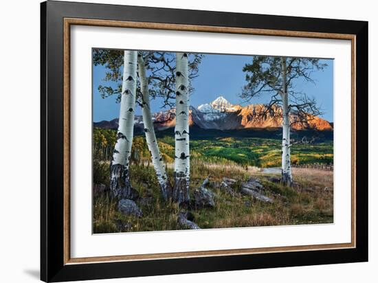 Wilson Peak Aspens I-Larry Malvin-Framed Photographic Print