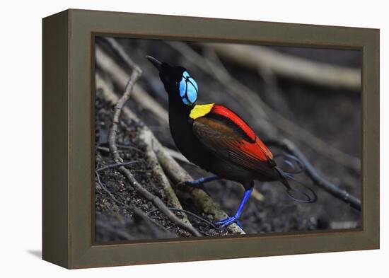 Wilson's bird-of-paradise, Waigeo, Raja Ampat, Western Papua, Indonesian New Guinea-Staffan Widstrand-Framed Premier Image Canvas