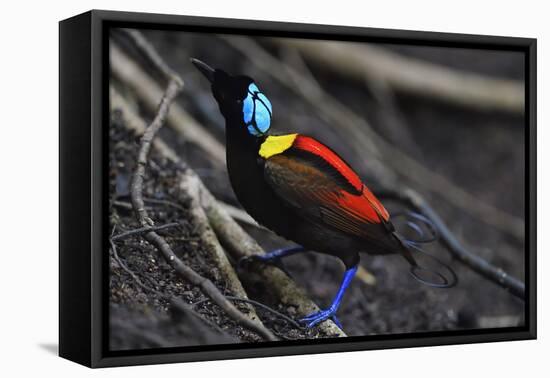 Wilson's bird-of-paradise, Waigeo, Raja Ampat, Western Papua, Indonesian New Guinea-Staffan Widstrand-Framed Premier Image Canvas