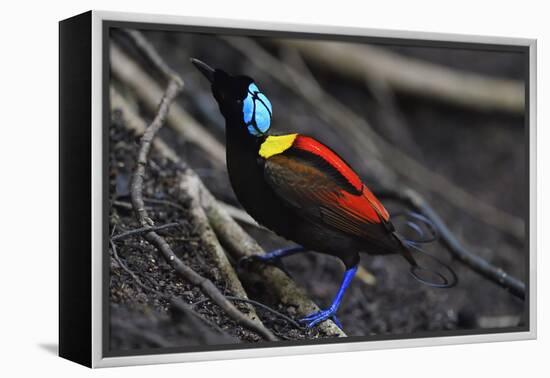 Wilson's bird-of-paradise, Waigeo, Raja Ampat, Western Papua, Indonesian New Guinea-Staffan Widstrand-Framed Premier Image Canvas