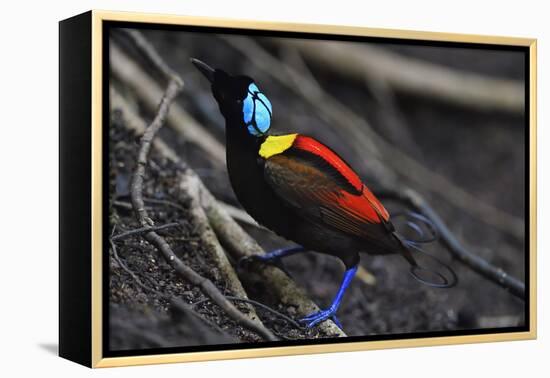 Wilson's bird-of-paradise, Waigeo, Raja Ampat, Western Papua, Indonesian New Guinea-Staffan Widstrand-Framed Premier Image Canvas