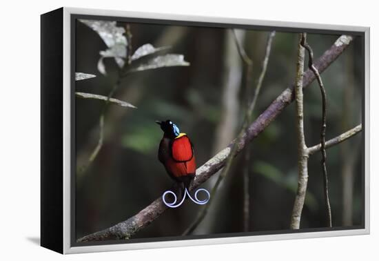 Wilson's bird-of-paradise, Waigeo, Raja Ampat, Western Papua, Indonesian New Guinea-Staffan Widstrand-Framed Premier Image Canvas