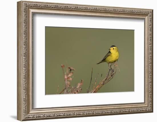 Wilson's warble, Sub-arctic willow-Ken Archer-Framed Photographic Print