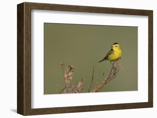 Wilson's warble, Sub-arctic willow-Ken Archer-Framed Photographic Print
