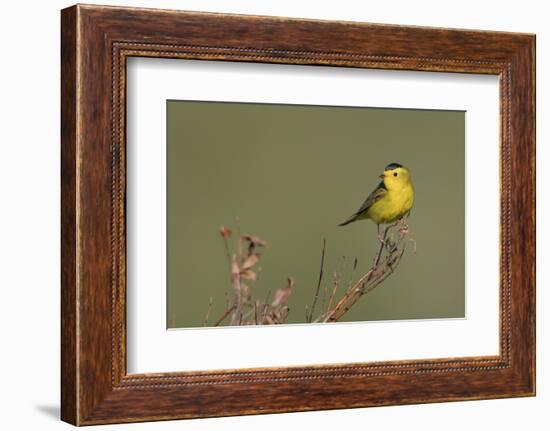 Wilson's warble, Sub-arctic willow-Ken Archer-Framed Photographic Print