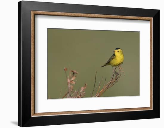 Wilson's warble, Sub-arctic willow-Ken Archer-Framed Photographic Print