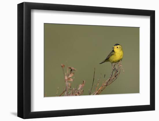 Wilson's warble, Sub-arctic willow-Ken Archer-Framed Photographic Print