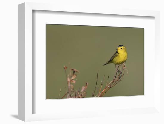 Wilson's warble, Sub-arctic willow-Ken Archer-Framed Photographic Print