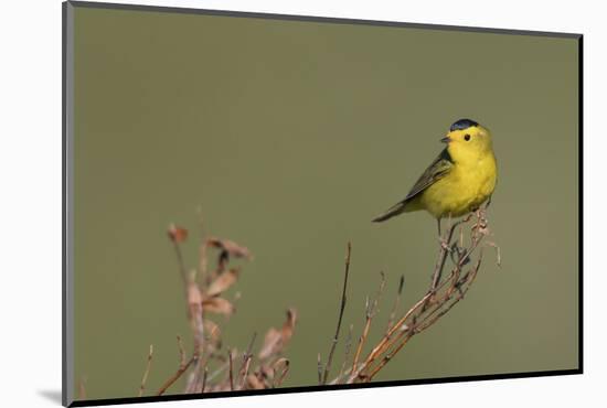 Wilson's warble, Sub-arctic willow-Ken Archer-Mounted Photographic Print