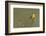 Wilson's warble, Sub-arctic willow-Ken Archer-Framed Photographic Print