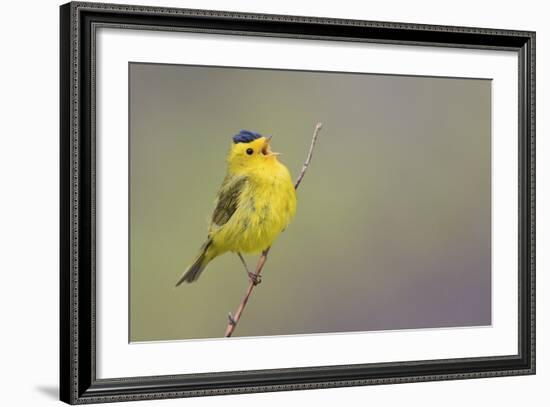 Wilson's Warbler Singing-Ken Archer-Framed Photographic Print