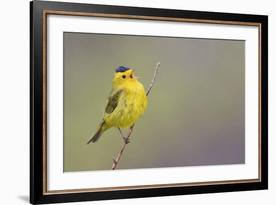 Wilson's Warbler Singing-Ken Archer-Framed Photographic Print