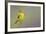 Wilson's Warbler Singing-Ken Archer-Framed Photographic Print