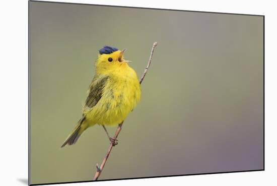 Wilson's Warbler Singing-Ken Archer-Mounted Photographic Print