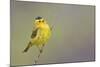 Wilson's Warbler Singing-Ken Archer-Mounted Photographic Print