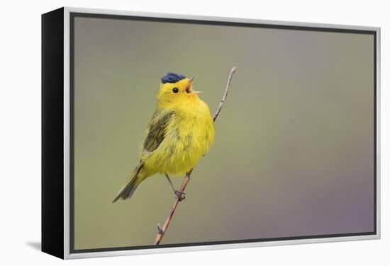 Wilson's Warbler Singing-Ken Archer-Framed Premier Image Canvas