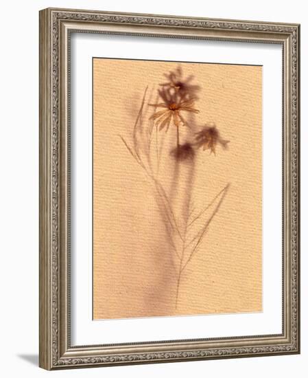 Wilted Flower and Stem Sketch-Robert Cattan-Framed Photographic Print