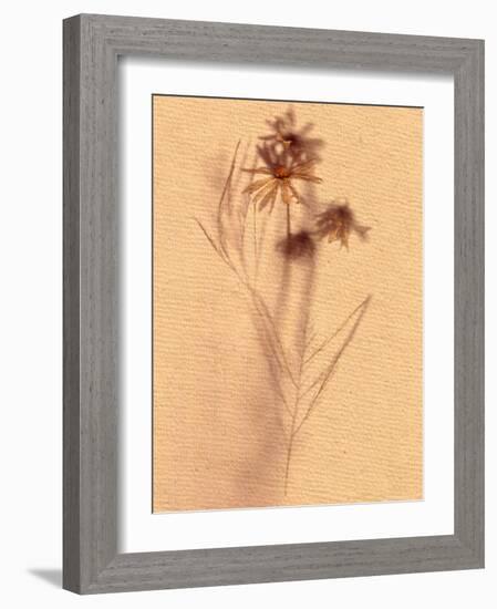 Wilted Flower and Stem Sketch-Robert Cattan-Framed Photographic Print