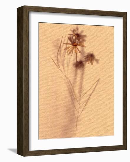 Wilted Flower and Stem Sketch-Robert Cattan-Framed Photographic Print