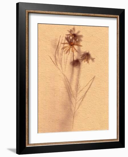 Wilted Flower and Stem Sketch-Robert Cattan-Framed Photographic Print