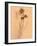 Wilted Flower and Stem Sketch-Robert Cattan-Framed Photographic Print