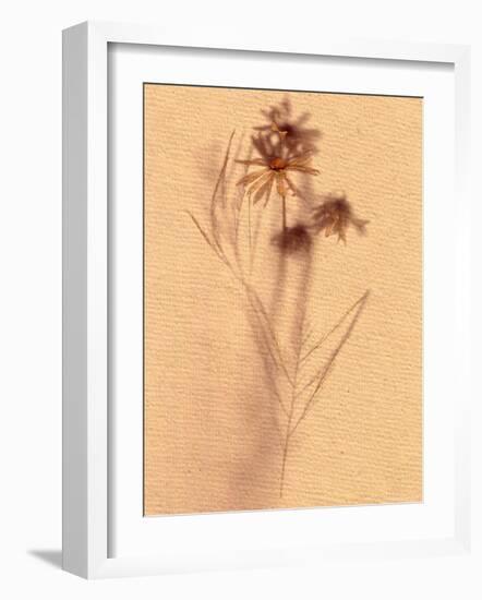 Wilted Flower and Stem Sketch-Robert Cattan-Framed Photographic Print