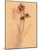 Wilted Flower and Stem Sketch-Robert Cattan-Mounted Photographic Print