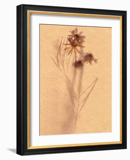 Wilted Flower and Stem Sketch-Robert Cattan-Framed Photographic Print