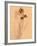 Wilted Flower and Stem Sketch-Robert Cattan-Framed Photographic Print