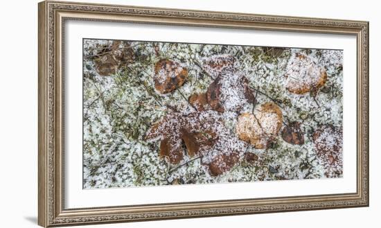 Wilted leaves on grass with frost cover-Panoramic Images-Framed Photographic Print